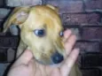 Dobby