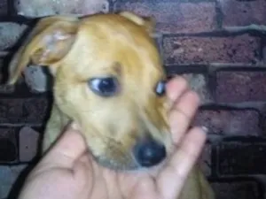 Cachorro raça SRD idade 2 a 6 meses nome Dobby