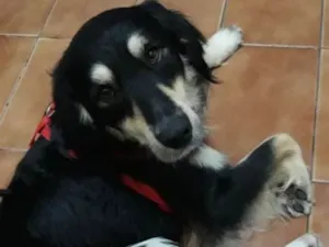 Cachorro raça Não sei  idade 2 anos nome Não sei ?? 