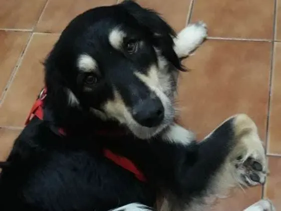 Cachorro ra a Não sei  idade 2 anos nome Não sei ?? 