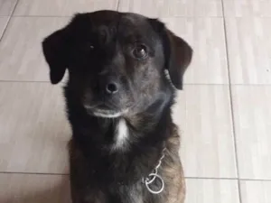 Gato raça VIRA-LATA  idade 5 anos nome Jhonny 