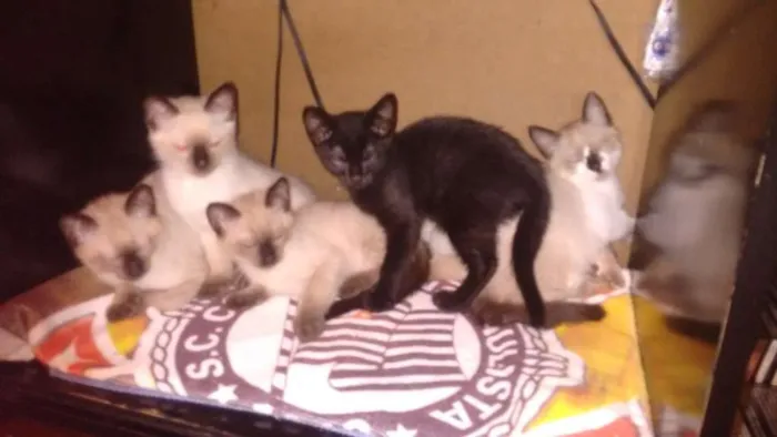 Gato raça Indefinida  idade 2 a 6 meses nome Filhotes 