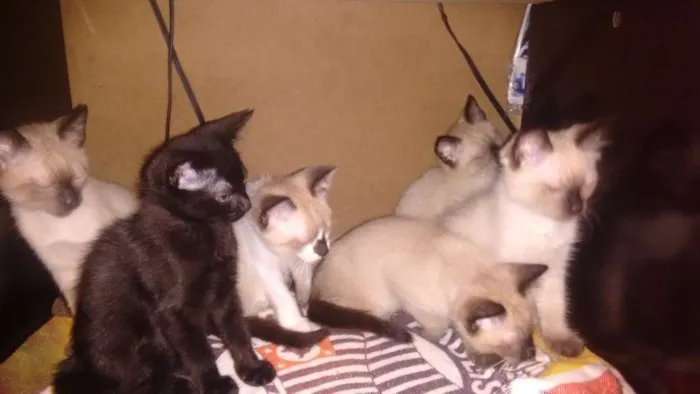 Gato raça Indefinida  idade 2 a 6 meses nome Filhotes 