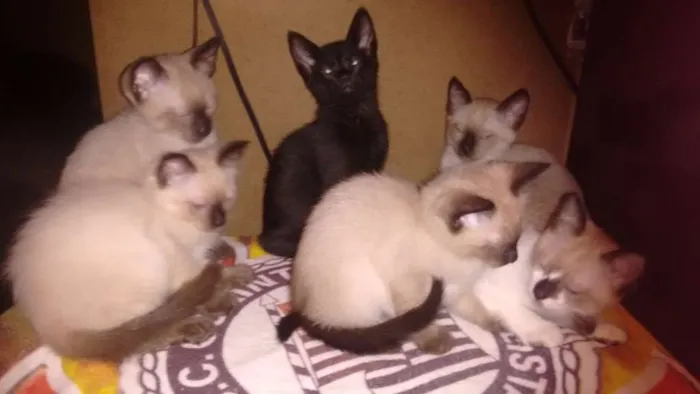 Gato raça Indefinida  idade 2 a 6 meses nome Filhotes 