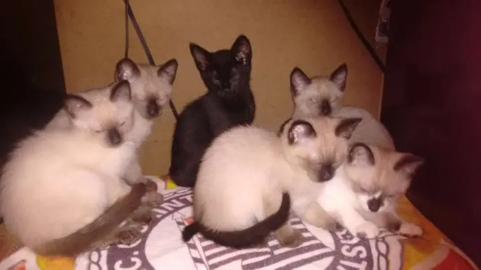 Gato raça Indefinida  idade 2 a 6 meses nome Filhotes 