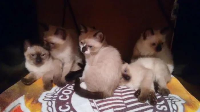 Gato raça Indefinida  idade 2 a 6 meses nome Filhotes 