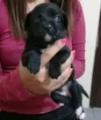 Lexie