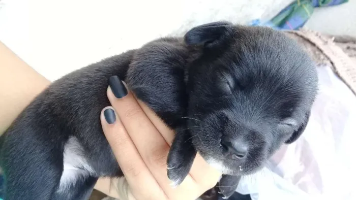 Cachorro ra a Vira lata idade Abaixo de 2 meses nome Lexie