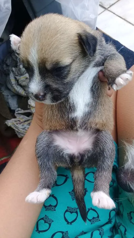 Cachorro ra a Vira lata idade Abaixo de 2 meses nome Kepner