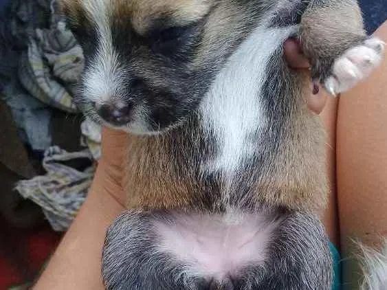 Cachorro ra a Vira lata idade Abaixo de 2 meses nome Kepner