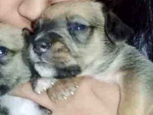 Cachorro raça Vira lata idade Abaixo de 2 meses nome Amélia 