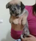Amélia 