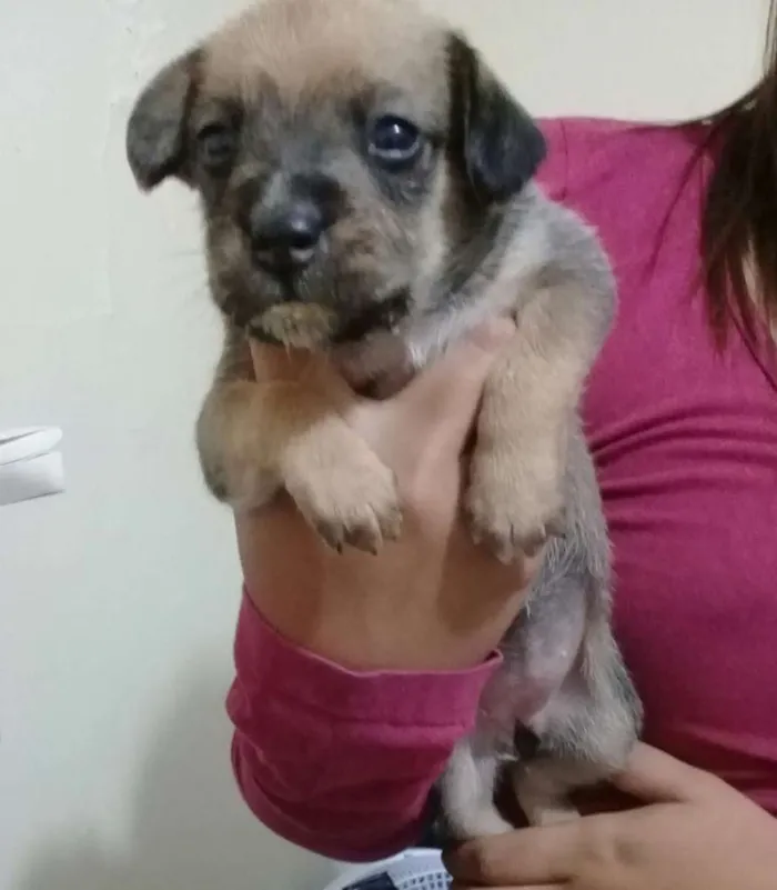 Cachorro ra a Vira lata idade Abaixo de 2 meses nome Amélia 