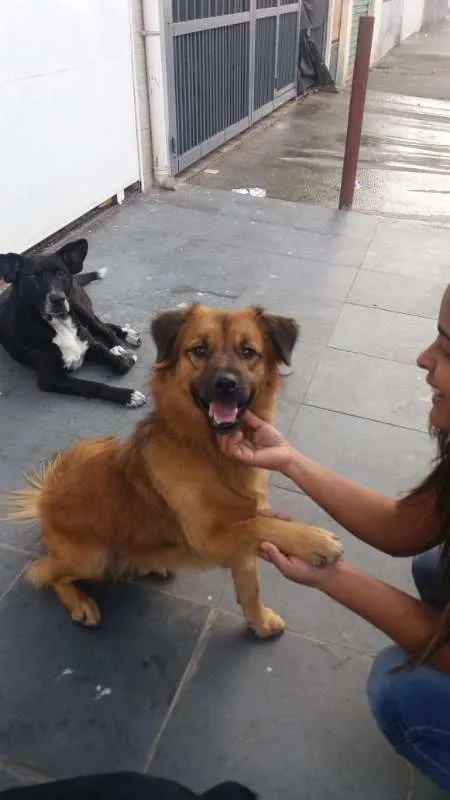 Cachorro ra a sem raça definida idade 3 anos nome Chocolate