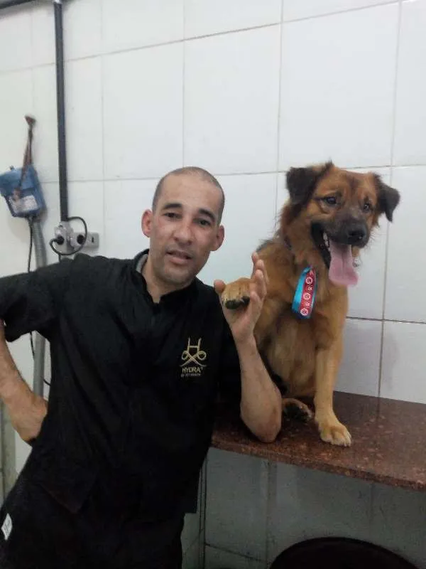 Cachorro ra a sem raça definida idade 3 anos nome Chocolate