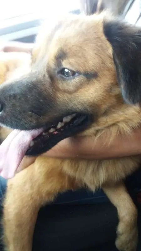 Cachorro ra a sem raça definida idade 3 anos nome Chocolate