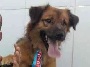 Cachorro ra a sem raça definida idade 3 anos nome Chocolate