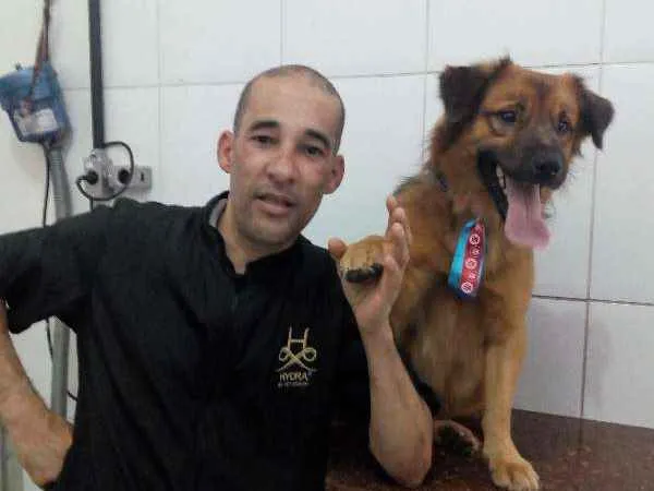 Cachorro ra a sem raça definida idade 3 anos nome Chocolate