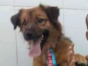 Cachorro ra a sem raça definida idade 3 anos nome Chocolate