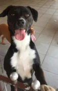 Cacau