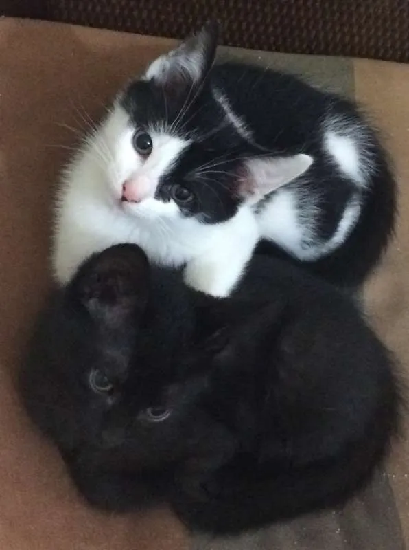 Gato ra a srd idade Abaixo de 2 meses nome Zeca