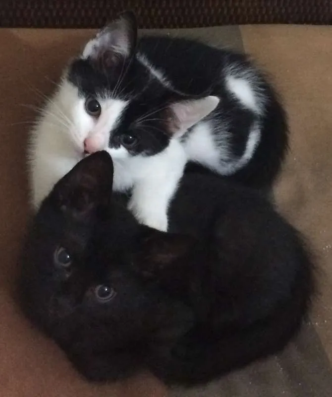 Gato ra a srd idade Abaixo de 2 meses nome Bento
