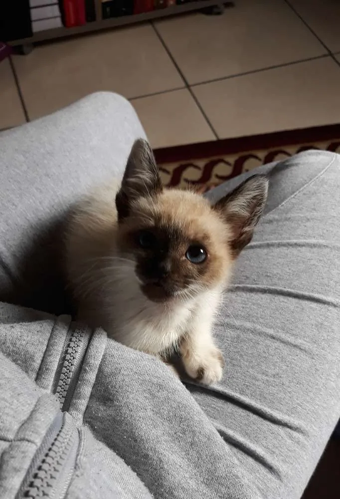Gato ra a Srd idade 2 a 6 meses nome Thomas
