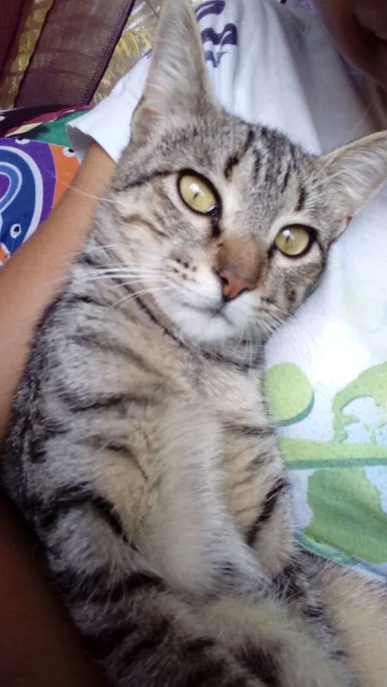 Gato ra a  idade 2 a 6 meses nome Doninha