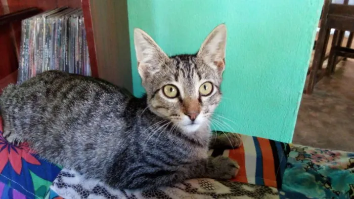 Gato ra a  idade 2 a 6 meses nome Doninha