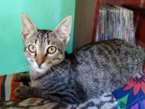 Gato raça  idade 2 a 6 meses nome Doninha