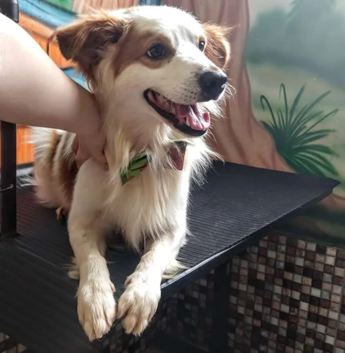 Cachorro ra a Srd idade 3 anos nome Igor