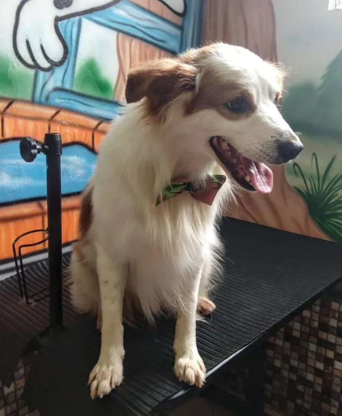 Cachorro ra a Srd idade 3 anos nome Igor