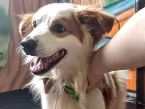 Cachorro raça Srd idade 3 anos nome Igor