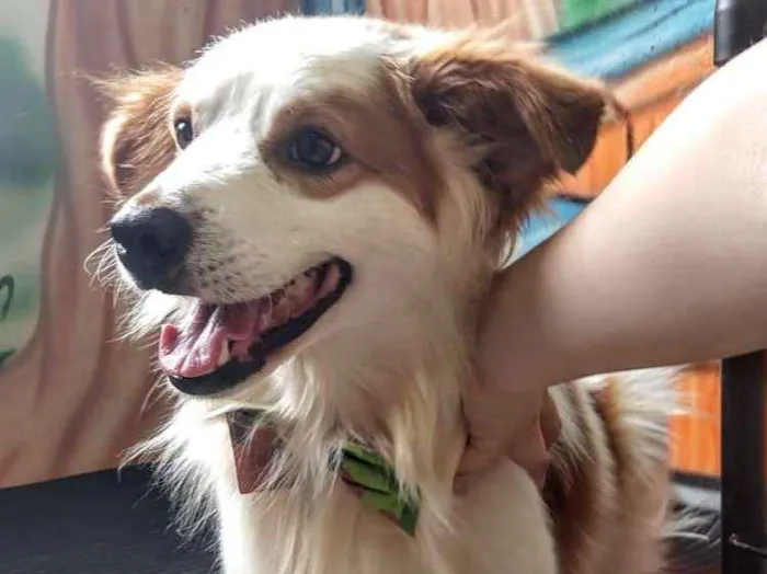 Cachorro ra a Srd idade 3 anos nome Igor