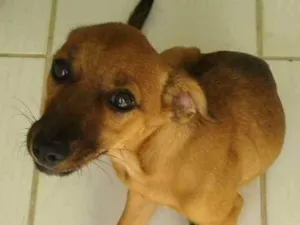 Cachorro raça SRD idade 7 a 11 meses nome NINA