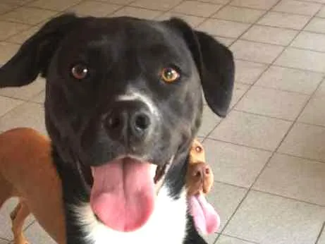 Cachorro ra a  idade 1 ano nome Cacau