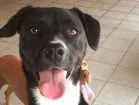 Cachorro raça  idade 1 ano nome Cacau