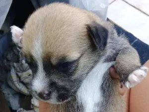 Cachorro raça Vira lata idade Abaixo de 2 meses nome Kepner