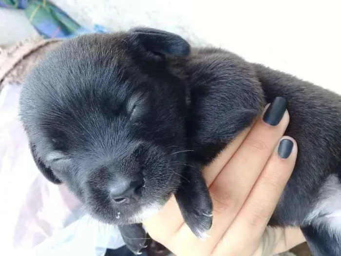 Cachorro ra a Vira lata idade Abaixo de 2 meses nome Lexie