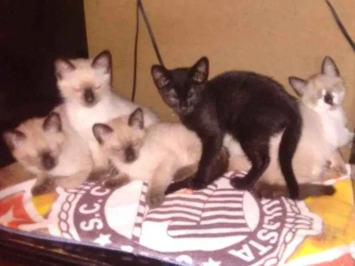 Gato raça Indefinida  idade 2 a 6 meses nome Filhotes 