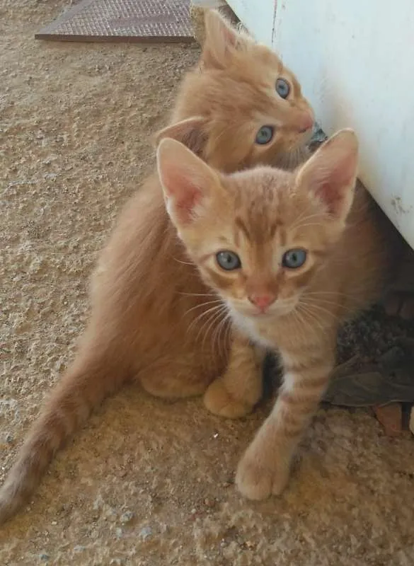 Gato ra a vira lata idade 2 a 6 meses nome sem nome