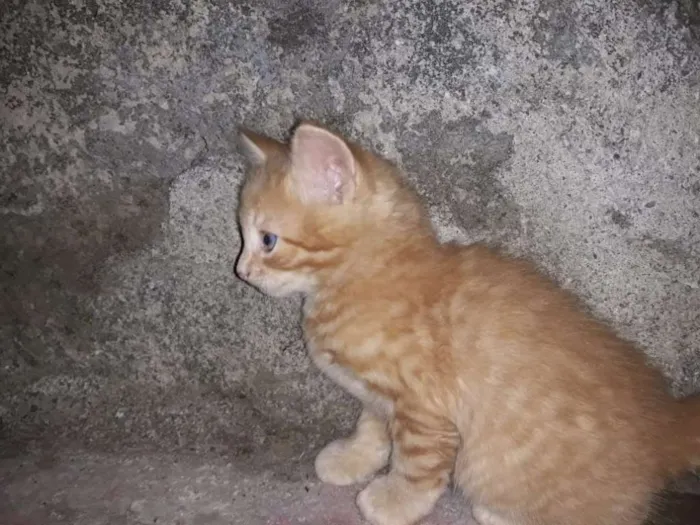 Gato ra a vira lata idade 2 a 6 meses nome sem nome