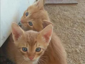 Gato raça vira lata idade 2 a 6 meses nome sem nome