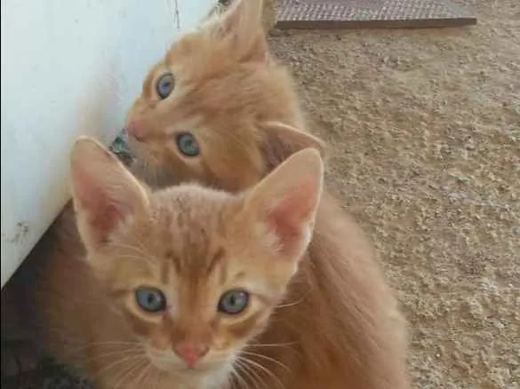 Gato ra a vira lata idade 2 a 6 meses nome sem nome