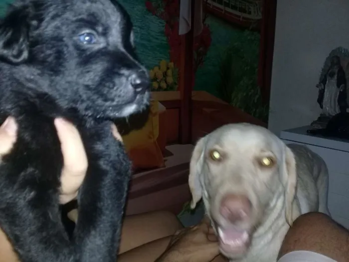 Cachorro raça Labrador com Srd idade Abaixo de 2 meses nome Filhotes