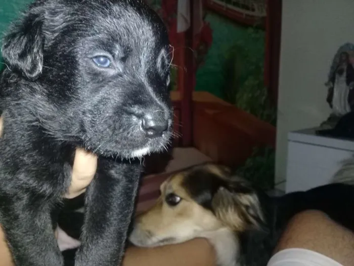 Cachorro raça Labrador com Srd idade Abaixo de 2 meses nome Filhotes
