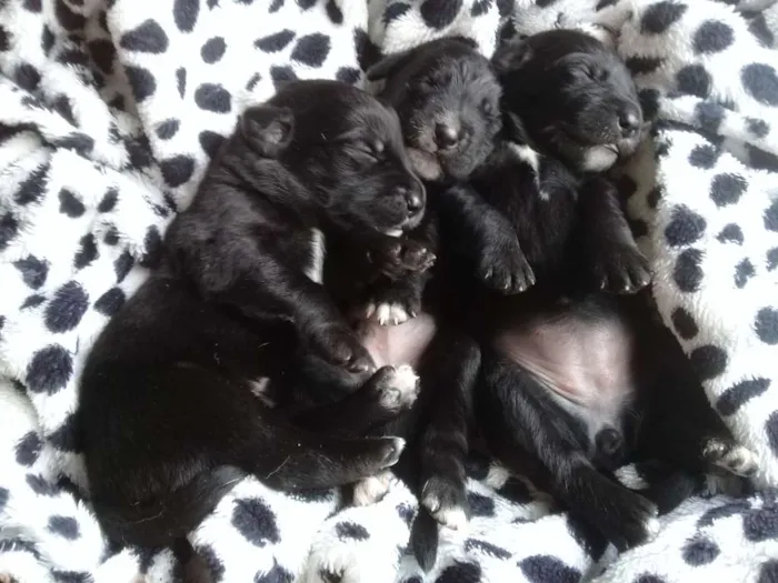 Cachorro raça Labrador com Srd idade Abaixo de 2 meses nome Filhotes