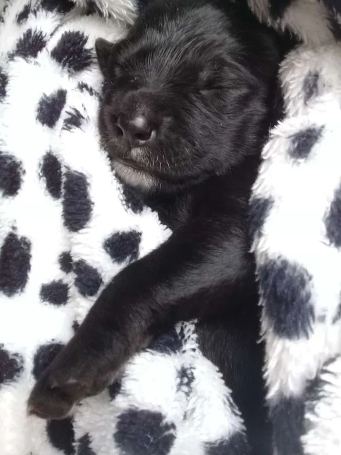 Cachorro raça Labrador com Srd idade Abaixo de 2 meses nome Filhotes