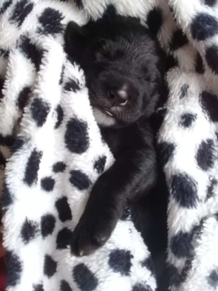 Cachorro raça Labrador com Srd idade Abaixo de 2 meses nome Filhotes