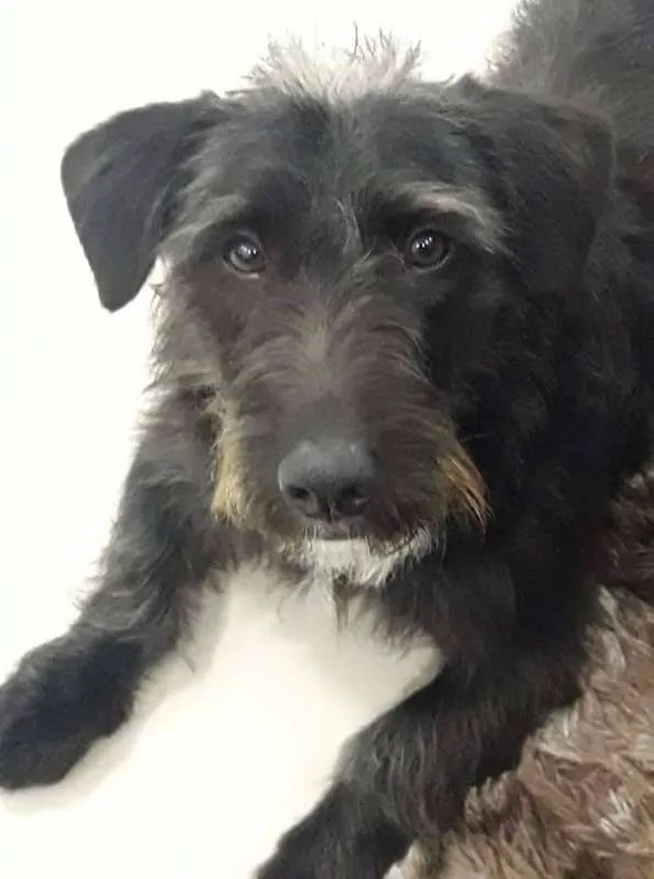 Cachorro ra a Shnauzer idade 7 a 11 meses nome bruce